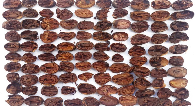 Granos de cacao en prueba de corte.