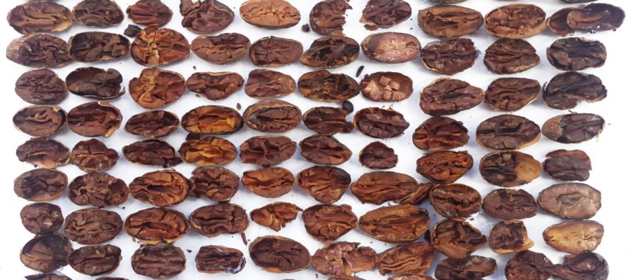 Granos de cacao en prueba de corte.