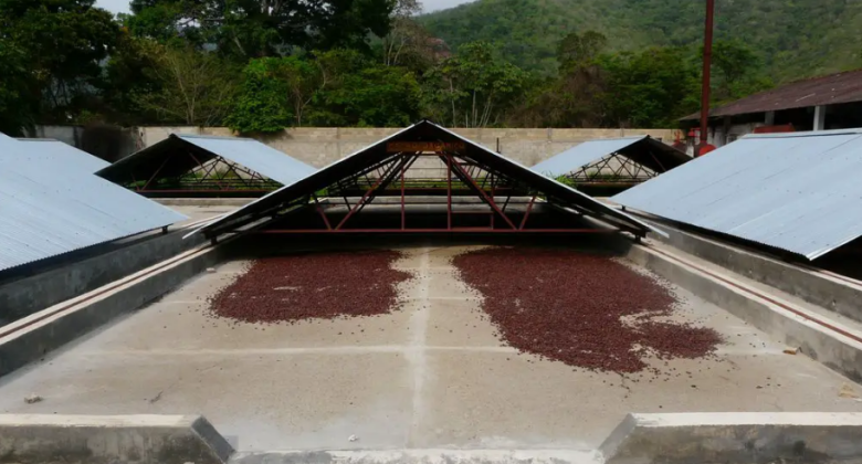 Secado de cacao en patios.