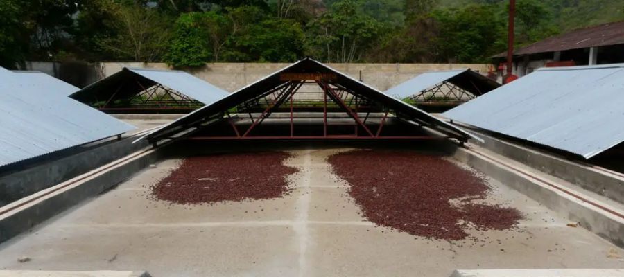 Secado de cacao en patios.