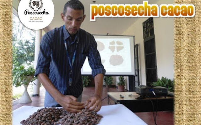 Jairo Nogales Poscosecha Cacao.