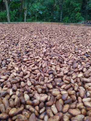 Cacao en patio de secado.