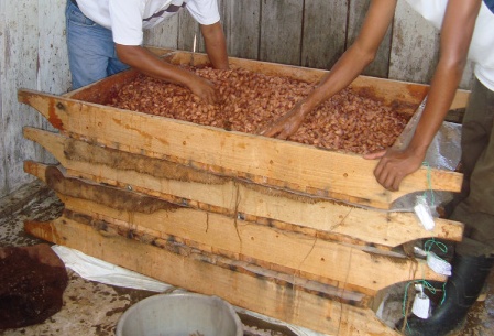 Bandejas de madera utilizadas en el método Rohan de fermentación. Bandejas de madera utilizadas en el método Rohan de fermentación.