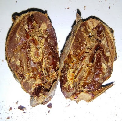 El rasgo característico de infestación en un grano, además del daño en la cascara, es que al abrirlo en su interior se observa las excretas del insecto en forma de aserrín.